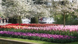 2014-04-17 Holland Tulips 19.jpg